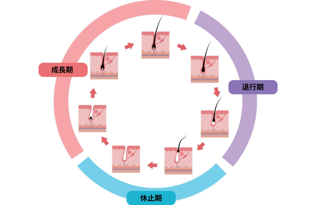 毛周期のイメージ